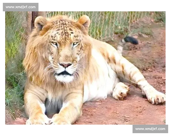 美洲虎对决非洲狮子谁才是陆地顶级猛兽之王深度解析全面实力对比